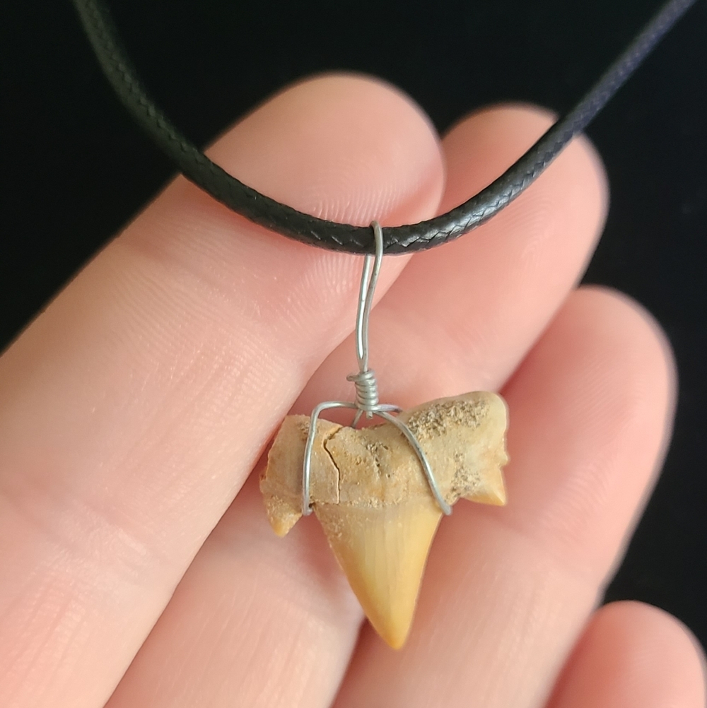 Natural Fossil Shark Tooth Pendant Necklace - Picture 3 of 5